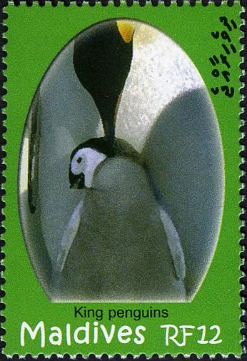 King Penguin (Aptenodytes patagonicus)