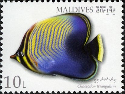 Triangle Butterflyfish (Chaetodon triangulum)