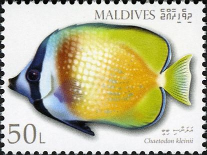 Klein's Butterflyfish (Chaetodon kleinii)