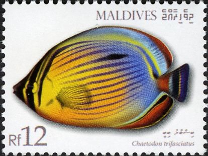 Melon Butterflyfish (Chaetodon trifasciatus)