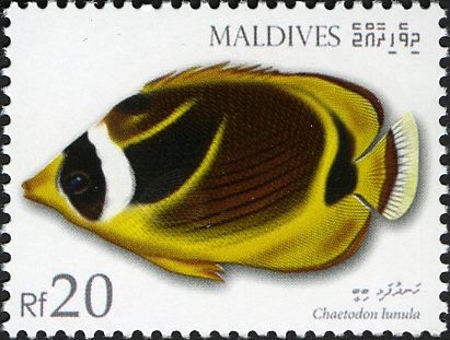 Raccoon Butterflyfish (Chaetodon lunula)