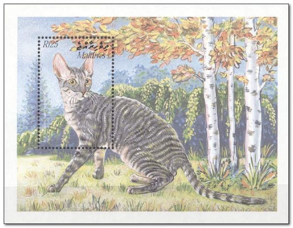 Blue mackerel tabby Cornish Rex
