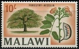 Forestry, Afzelia