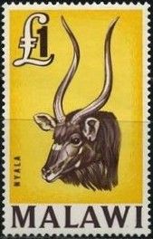 Nyala (Tragelaphus angasi)