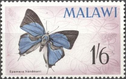 Butterfly (Iolaus handmani)
