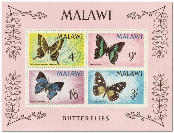 Butterfly (Amauris crawshayi)
