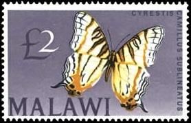 African Map Butterfly (Cyrestis camillus ssp. sublineatus)
