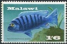 Zebra Mbuna (Pseudotropheus zebra)