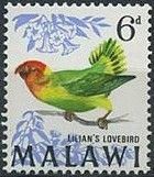 Lilian's Lovebird (Agapornis lilianae)