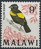 Yellow Bishop (Euplectes capensis)