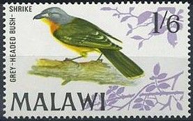 Grey-headed Bush-shrike (Malaconotus blanchoti)