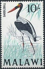 Saddlebill (Ephippiorhynchus senegalensis)