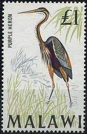 Purple Heron (Ardea purpurea)
