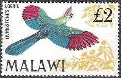 Livingstone's Loerie (Tauraco livingstonii)