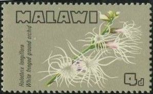White Fringed Ground Orchid (Holothrix longiflora)