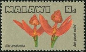 Red Ground Orchid (Disa ornithantha)