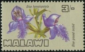 Blue Ground Orchid (Disa hamatopetala)