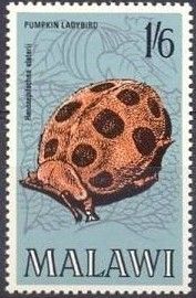 Pumpkin Ladybird Beetle (Henosepilachna elaterii)