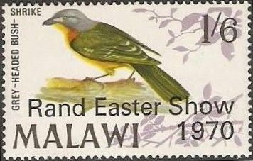 Grey-headed Bush-shrike (Malaconotus blanchoti)
