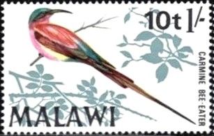 Southern Carmine Bee-eater (Merops nubicoides) - Overprinted