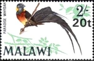 Paradise Wydah (Steganura paradisaea) - overprinted