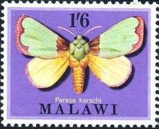 Large Green Latoia (Parasa karschi)