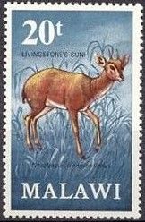 Suni (Nesotragus moschatus)
