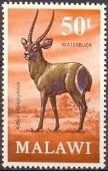Ellipsen Waterbuck (Kobus ellipsiprymnus)