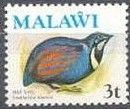 Blue Quail (Synoicus adansonii)