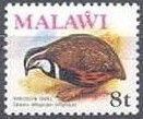 Harlequin Quail (Coturnix delegorguei)