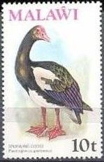 Spur-winged Goose (Plectropterus gambensis)