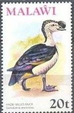 African Comb Duck (Sarkidiornis melanotos)