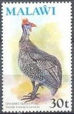 Helmeted Guineafowl (Numida meleagris)