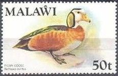 African Pygmy Goose (Nettapus auritus)