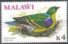 African Green-Pigeon (Treron calvus)