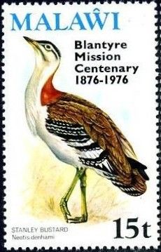 Denham's Bustard (Neotis denhami); Overprinted