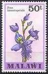 Disa hamatopetala