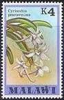 Cyrtorchis praetermissa