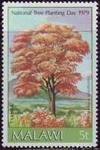 Brachystegia spiciformis