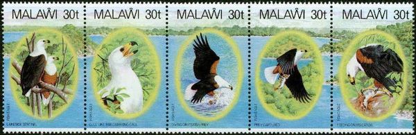 African Fish-Eagle (Haliaeetus vocifer)