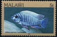 Blue Mbuna (Labeotropheus fuelleborni)