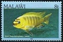 Gold Kawanga (Pseudotropheus zebra)
