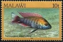 Freiberg's Fairy Cichlid (Trematocranus jacobfreibergi)