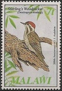 Stierling's Woodpecker (Dendropicos stierlingi)