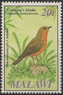 Gunning's Akalat (Sheppardia gunningi bensoni)