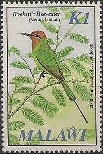 Böhm's Bee-eater (Merops boehmi)