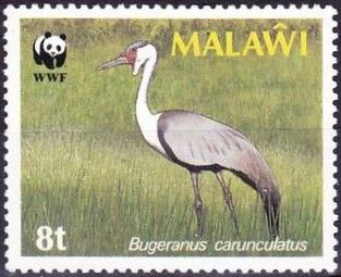 Wattled Crane (Bugeranus carunculatus)