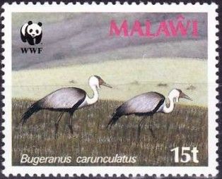 Wattled Crane (Bugeranus carunculatus)