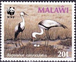 Wattled Crane (Bugeranus carunculatus)