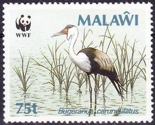 Wattled Crane (Bugeranus carunculatus)
